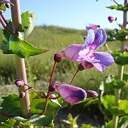 penstemon spectabilis